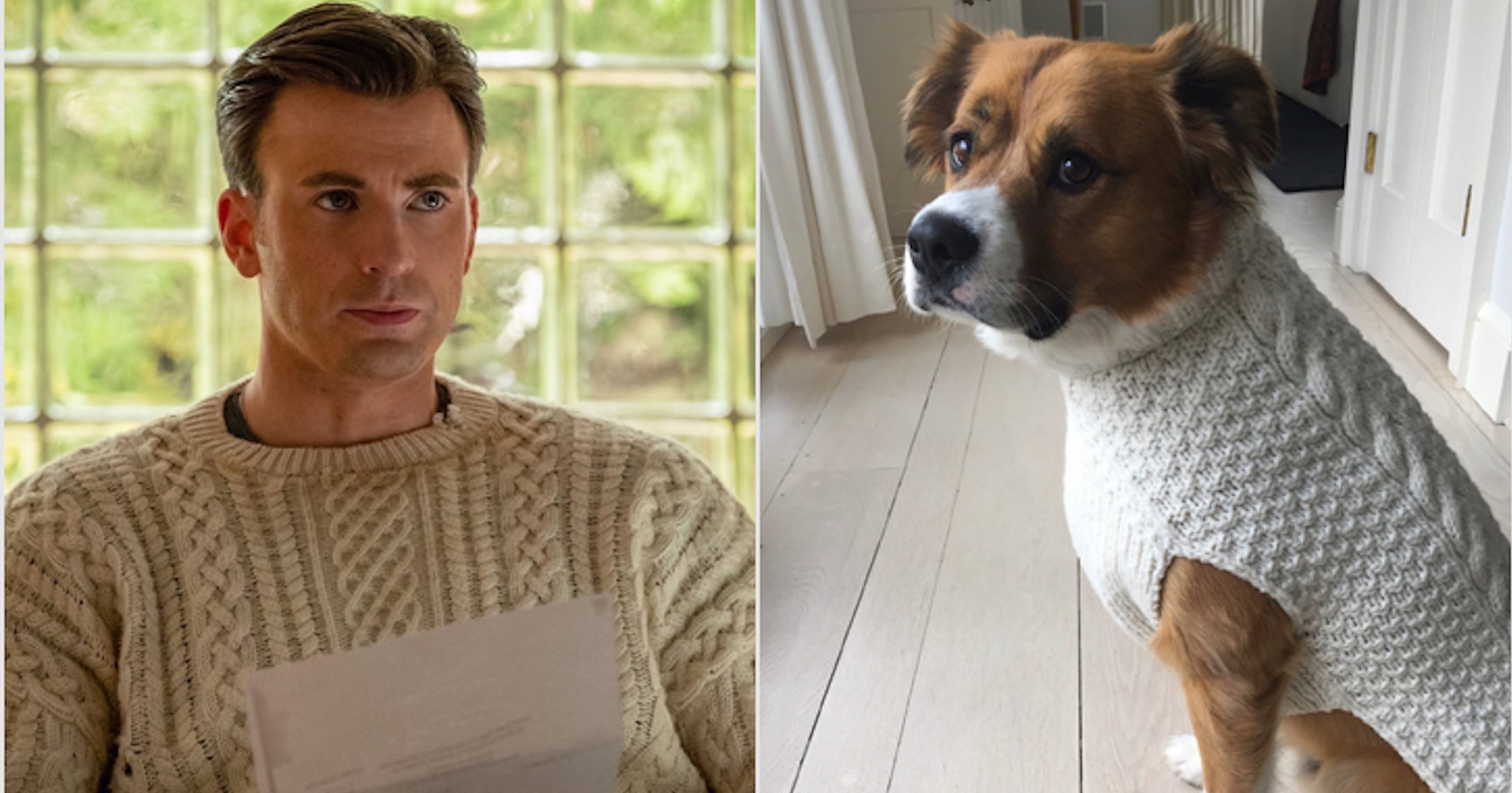 Chris Evans' dog looks amazing in his own matching 'Knives Out' sweater