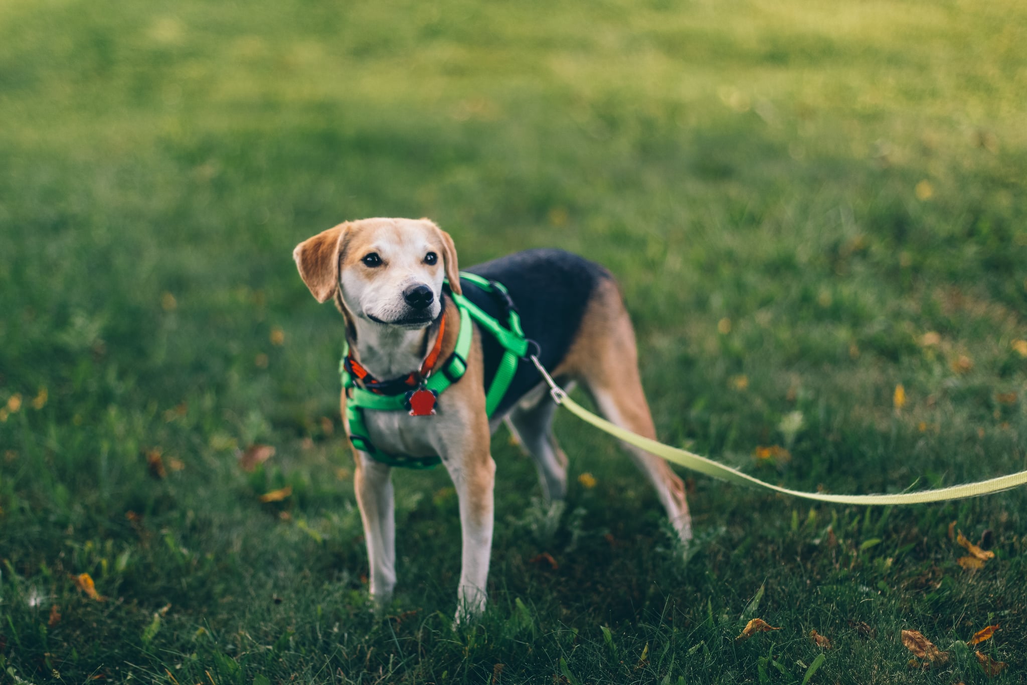 Bring A Long Loose Leash 8 Simple Rules to Follow at the Dog