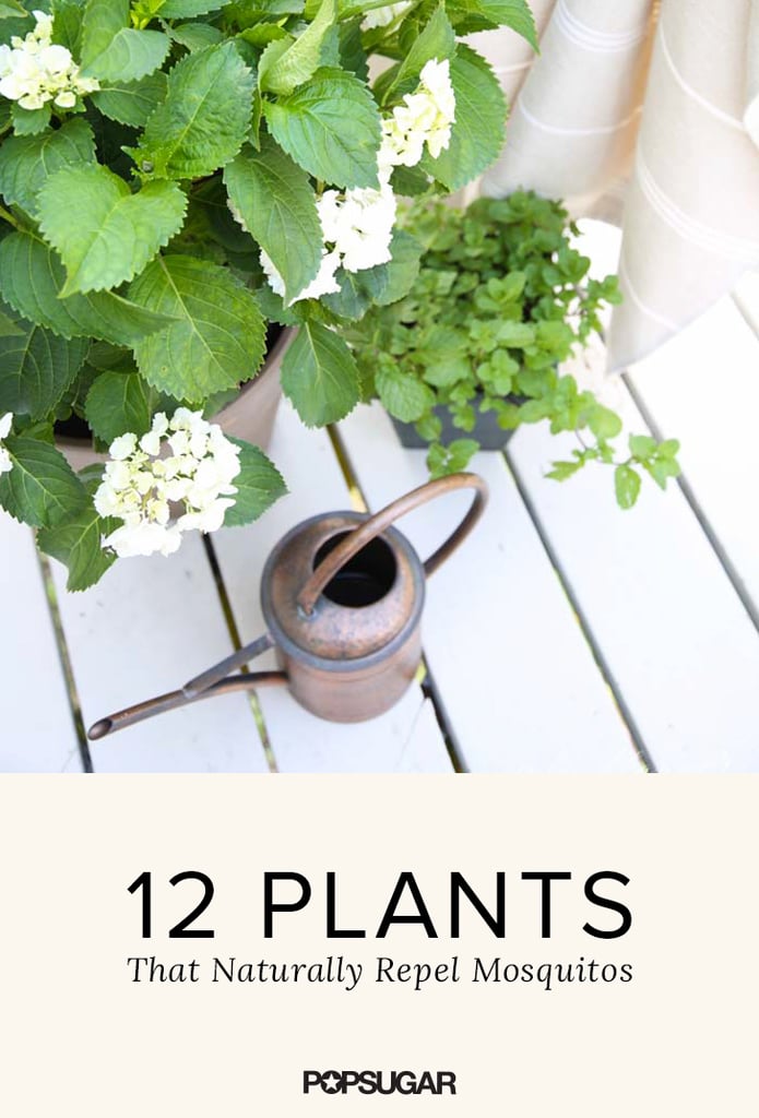 Plants That Repel Mosquitos