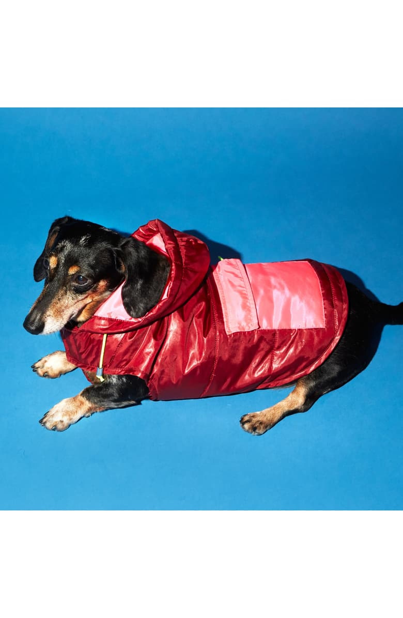 Best Dog Coats and Jackets 2020 POPSUGAR Pets