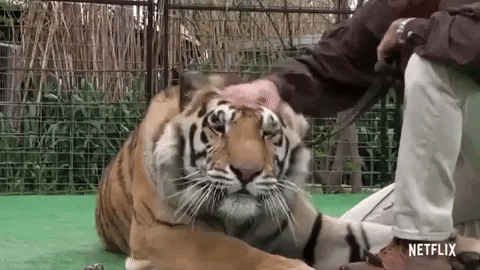Proof That Tigers Can Be Good Boys