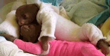 And these baby sloths cuddling in onesies.