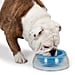 Cooling Water Bowls For Dogs