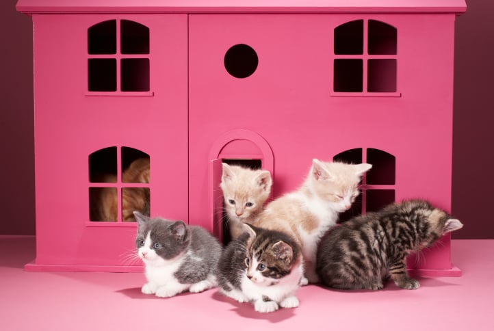 How Many Cats Is Too Many Popsugar Pets
