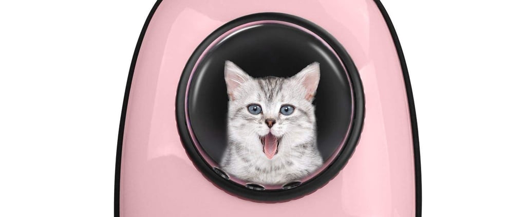 Best Products For Your Cat on Amazon