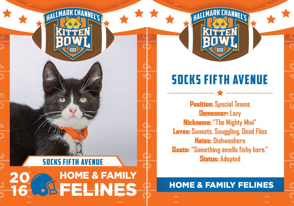Kitten Bowl 2016