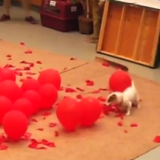 Dog Breaks Balloon-Popping World Record