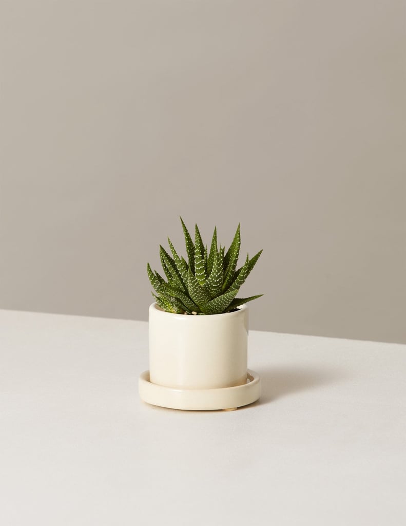 Haworthia Plant