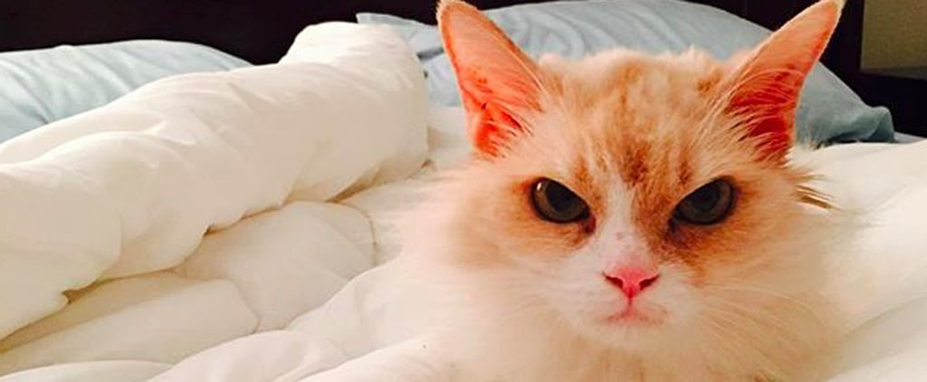 Angry Pearl the Cat Instagram
