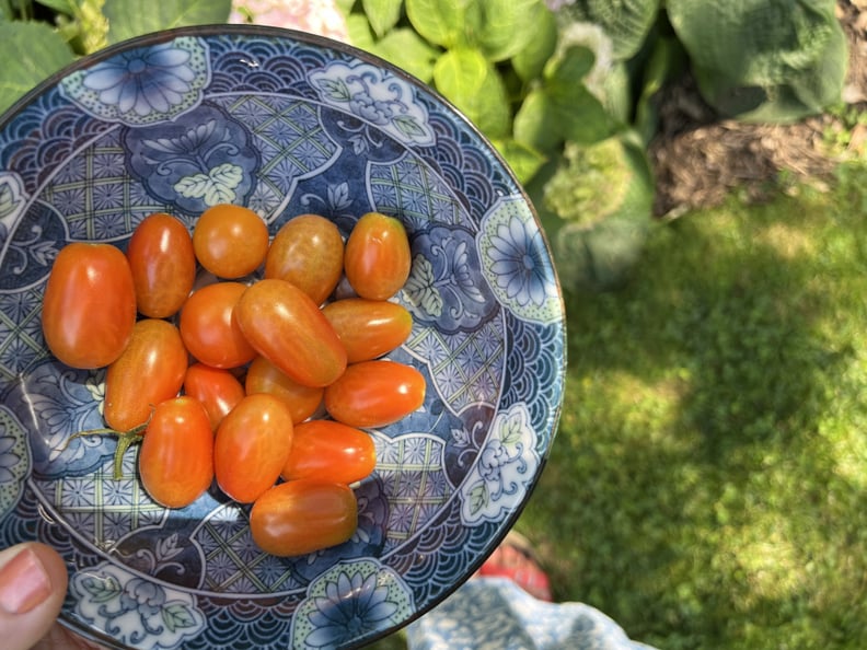 Tomatoes and Cottage Cheese