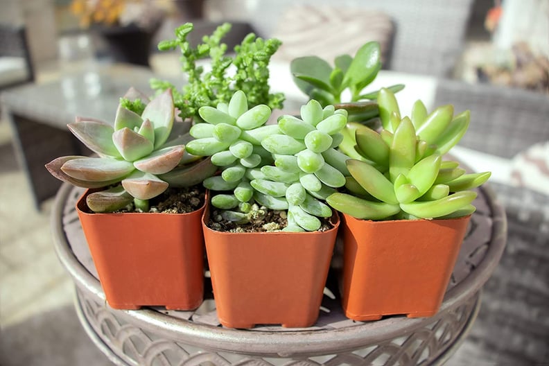 Succulents: Assorted Potted Succulents