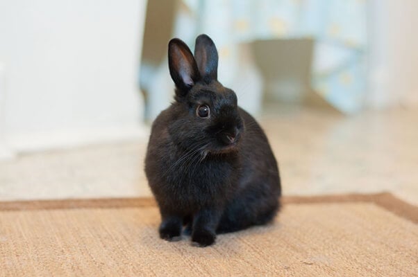 Rescued Bunny up For Adoption
