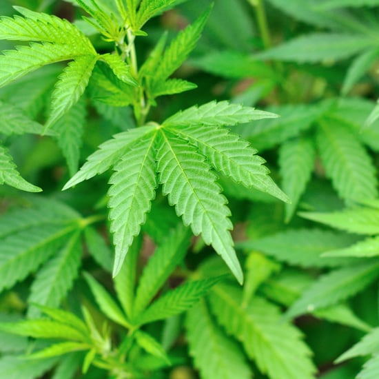 Nestdrop Delivers Weed to Your Home