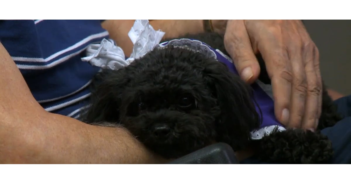 Dog Visits Nursing Home POPSUGAR Pets