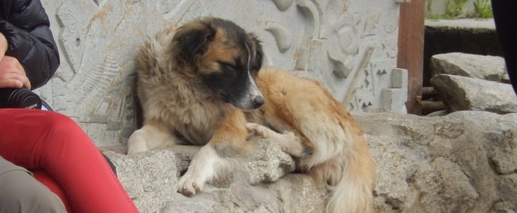 Street Dogs in Peru