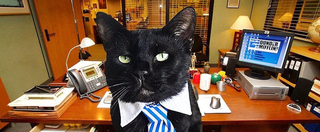 Fans of The Office Are Loving This Cat Named Michael Scott