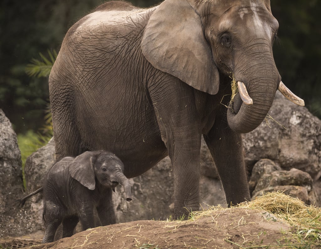 Experience an Elephant Tour at Disney's Animal Kingdom Theme Park