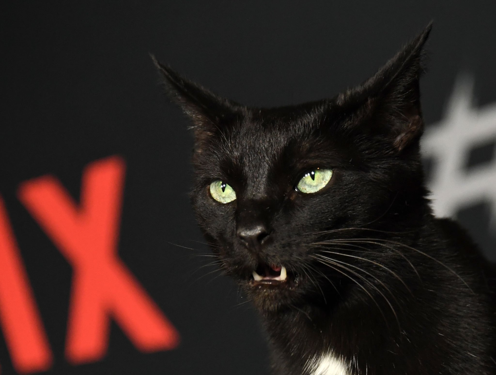 The cat who is part of the cast arrives at the Season 1 Netflix's Chilling Adventures of Sabrina Premiere at the Hollywood Athletic Club on October 19, 2019 in Hollywood. (Photo by Valerie Macon / AFP)        (Photo credit should read VALERIE MACON/AFP/Getty Images)