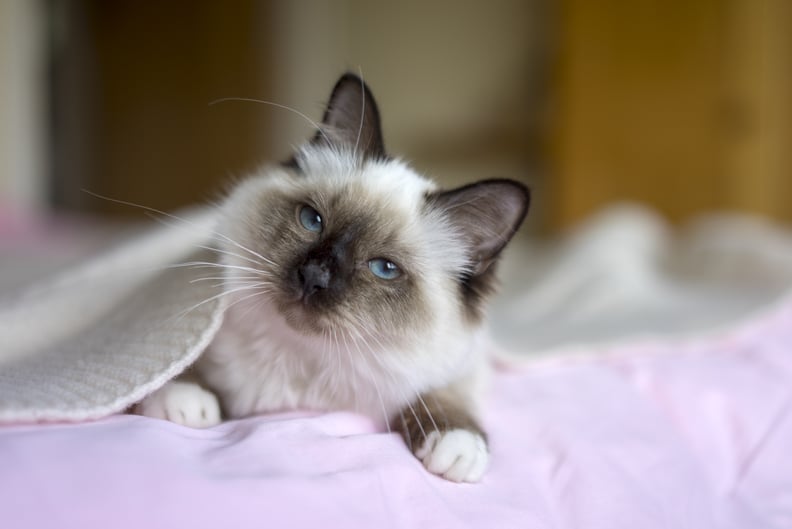 Best Cat Breeds For First-Time Owners: Birman