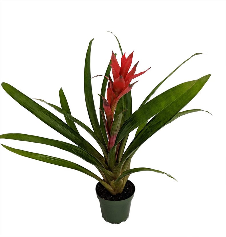 Red Bromeliad