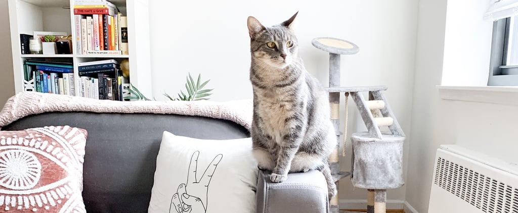 My Grumpy Cat Became a People-Lover While We're Staying Home
