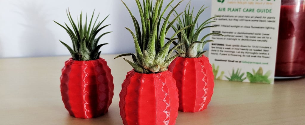 Etsy's Pineapple Air Plant Holders Are Beyond Cute