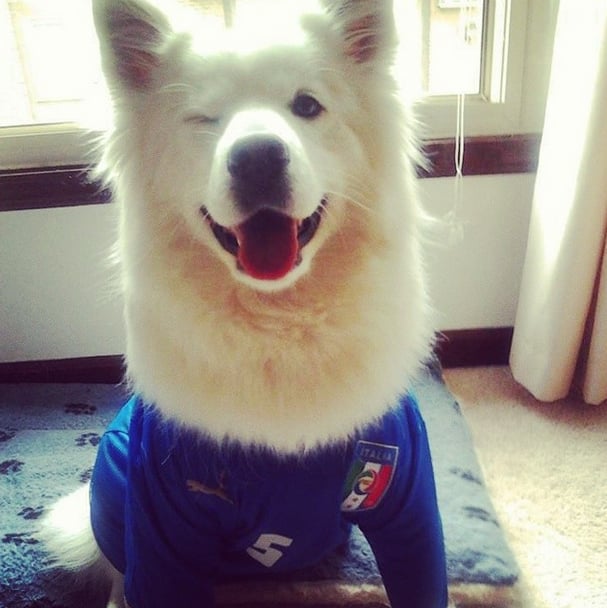 This dog is winking at all his fellow Italy fans while rocking a jersey. 
Source: Instagram user rvel21