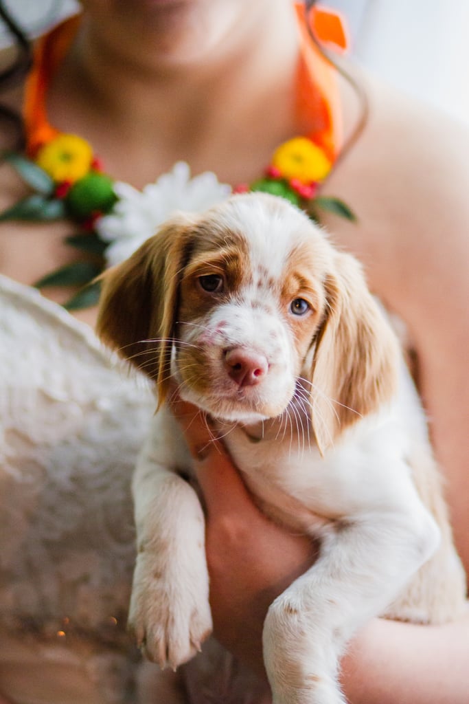 Dogs in Weddings