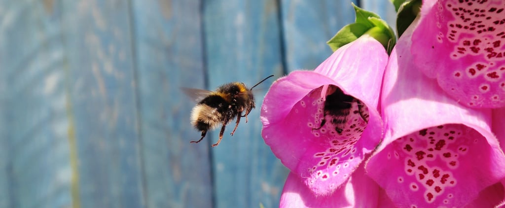 How to Keep Bees Away From Your House