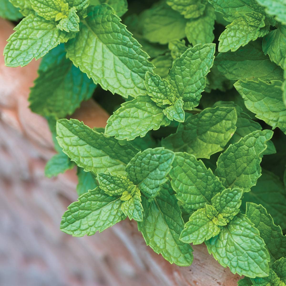 House Plants That Are Safe For Cats To Eat Popsugar Family