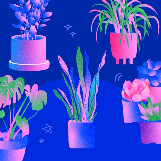 Which House Plant Is For You Based on Your Personality