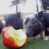gif pig funny moving gif images adult animals gif pig funny moving gif images adult animals