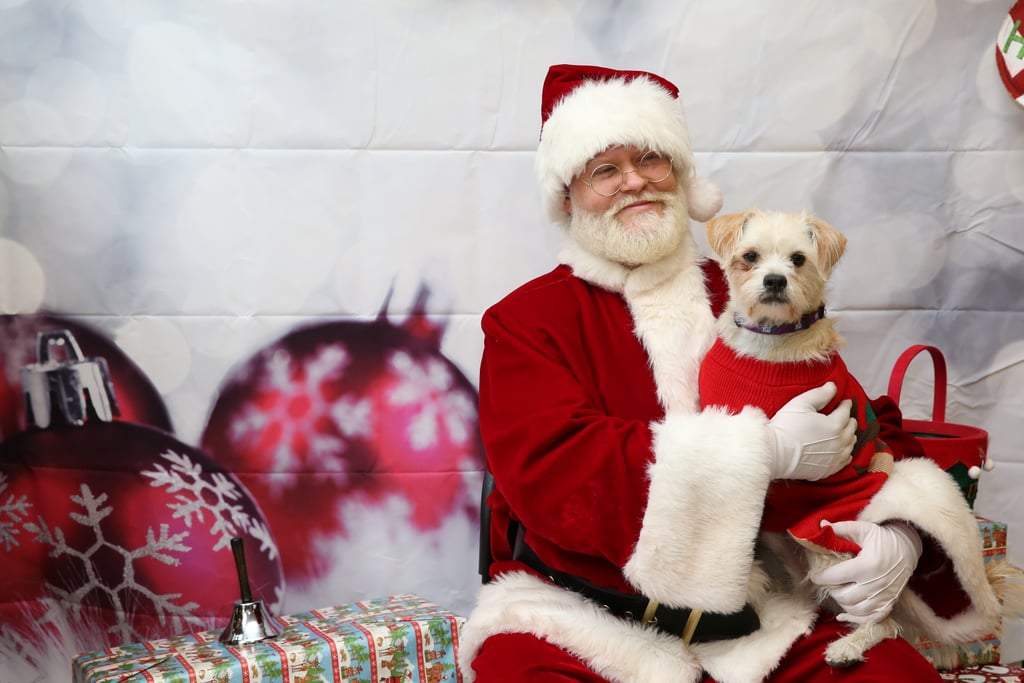 Pets Meeting Santa