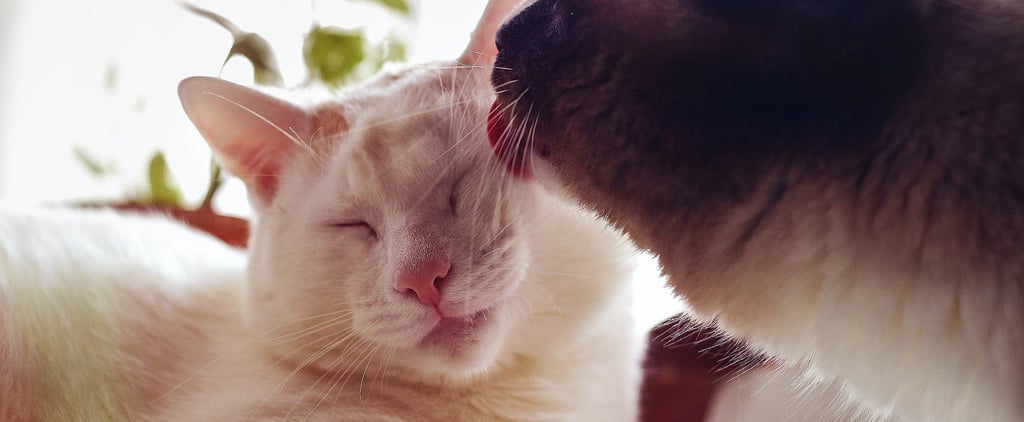 Why Do Cats Clean Each Other?