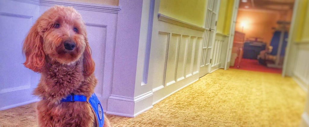 Comfort Dog at Funeral Home | Video