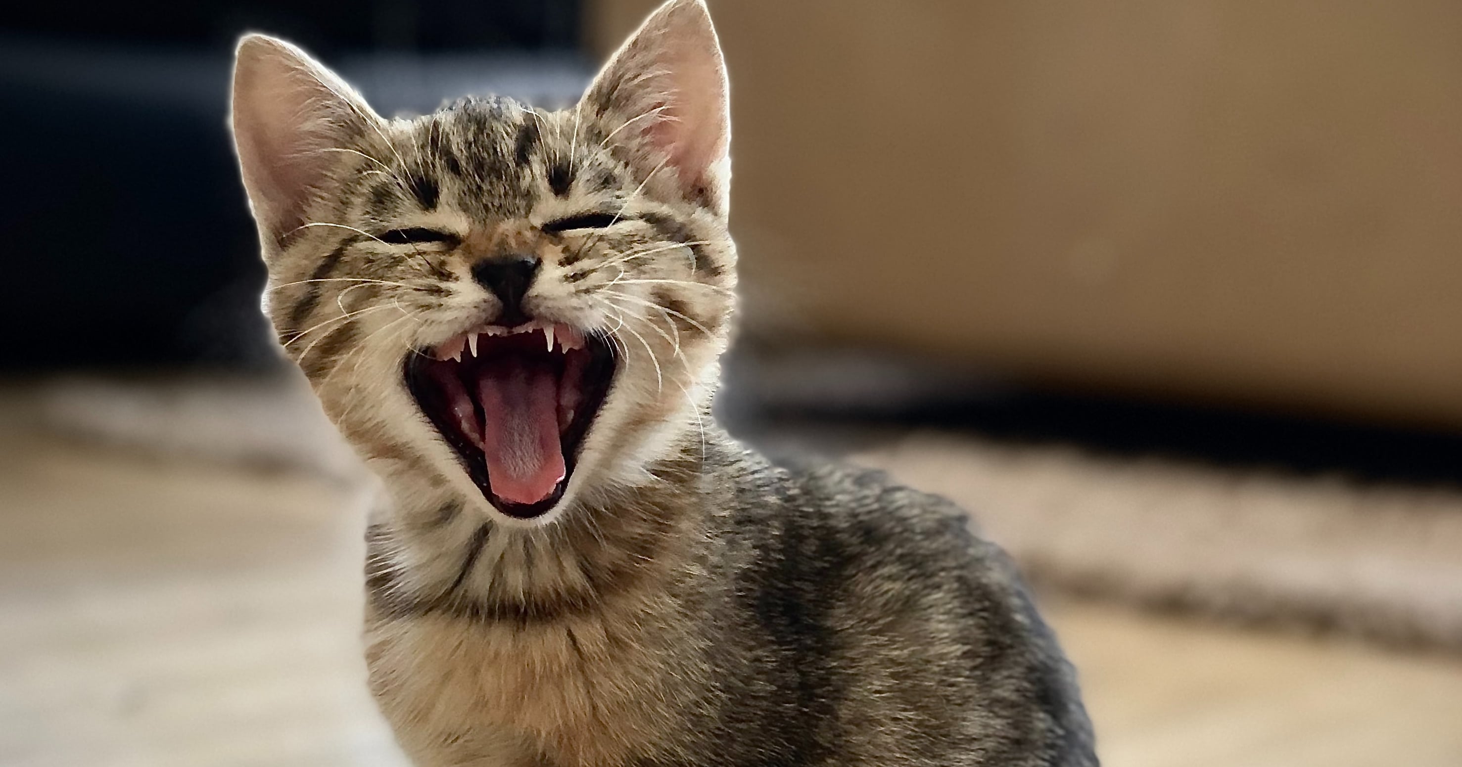 How to Get Your Cat to Stop Meowing POPSUGAR Pets