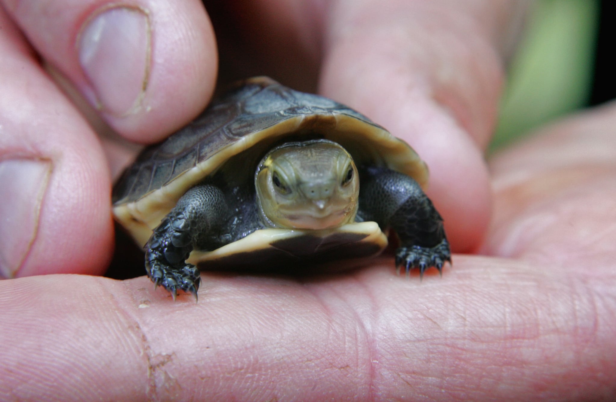 The Scoop: Endangered Chinese Box Turtle Born in Bristol | POPSUGAR Pets