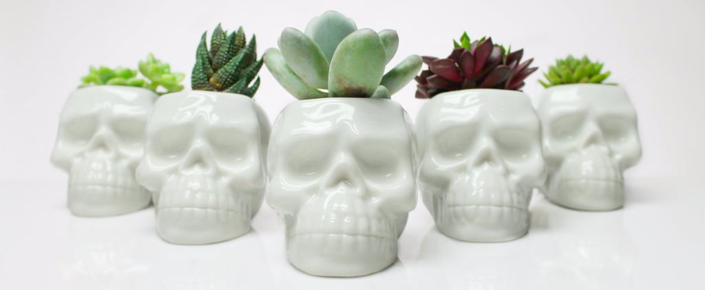 Skull Succulent Planters