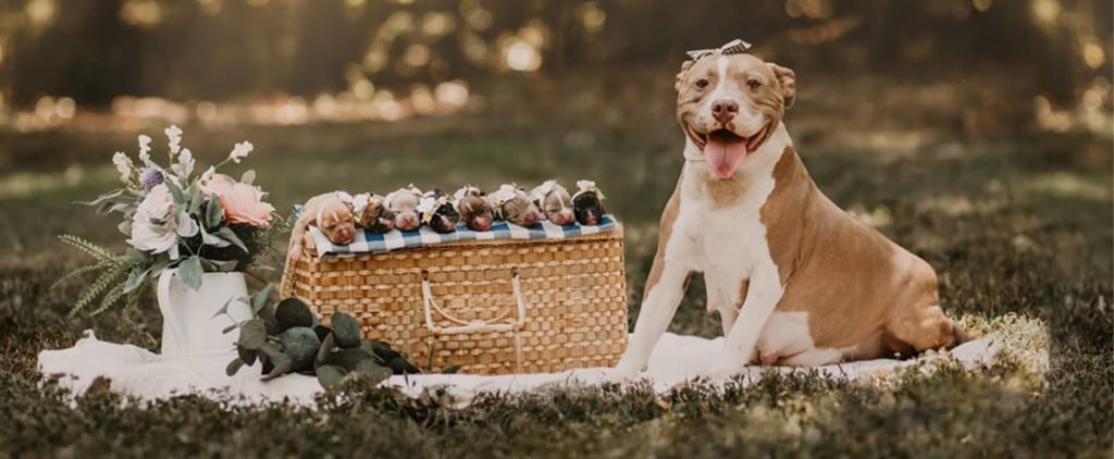Pit Bull Maternity Shoot Photos