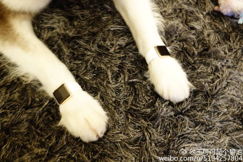 Dog of Wang Sicong, son of Chinese billionaire Wang Jianlin