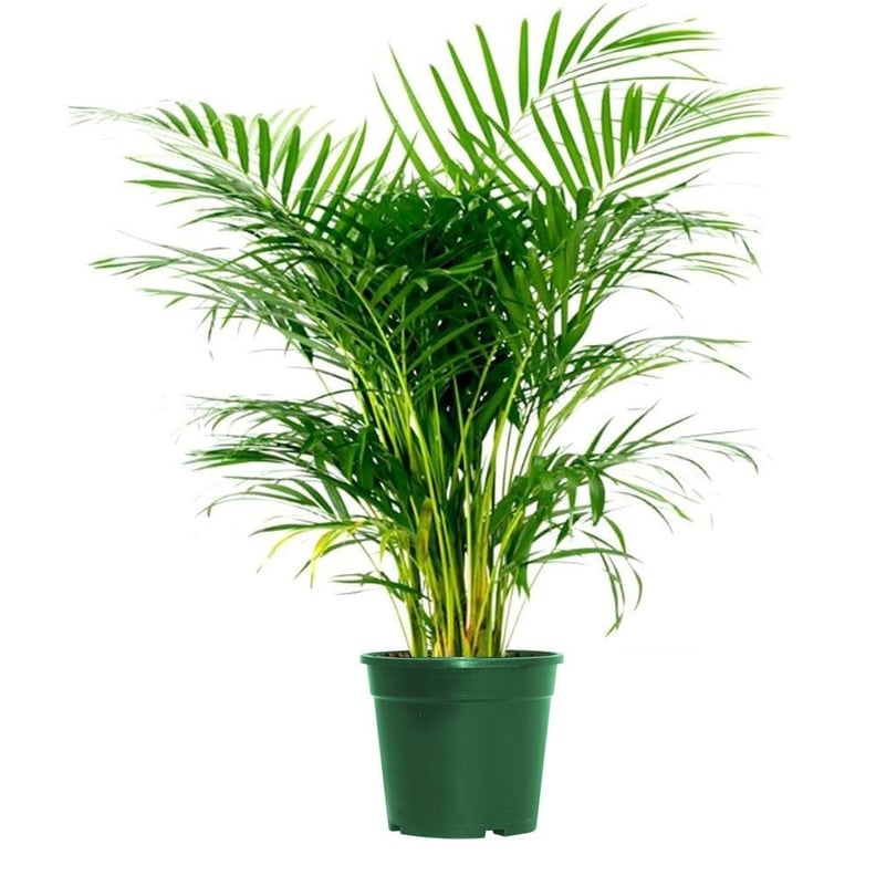 A Palm: Areca Butterfly Palm