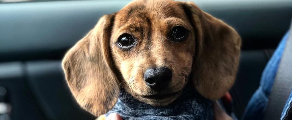 Cute Pictures of Dachshund Puppies
