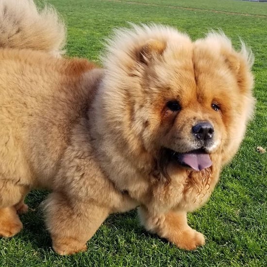 Cutest Pictures of Mishka the Chow Chow