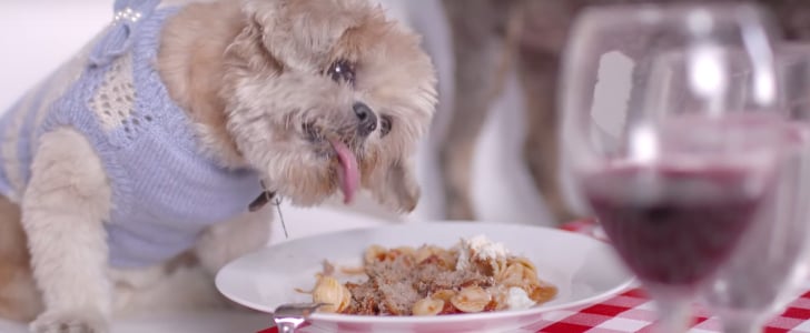 Rescue Dogs on a Date | Video