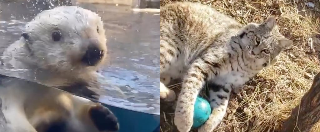 15 of the Best Zoos and Zookeepers to Follow on TikTok