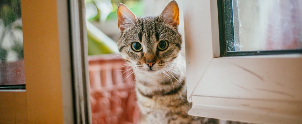 Why Does My Cat Chirp, Trill, and Make Other Noises?