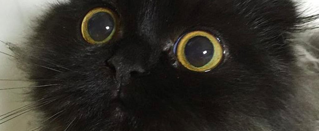 Gimo the Cat With Big Eyes Instagram