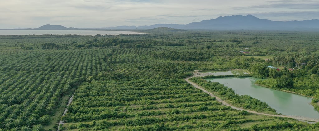 Dove Announces Forest Restoration Project For Climate Change