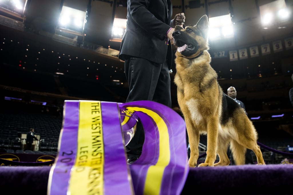 Rumor the German Shepherd Wins Best in Show at Westminster POPSUGAR