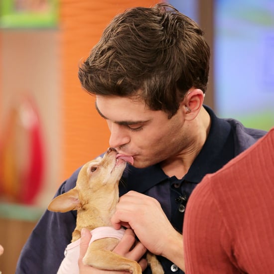 Zac Efron With a Tiny Dog on Despierta America
